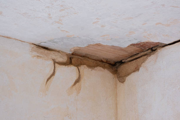 Best Professional water damage repair  in Lynchburg, OH