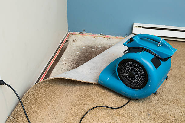 Best Mold removal after water damage  in Lynchburg, OH